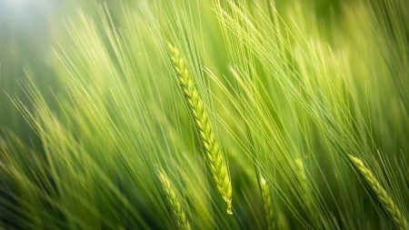 Minton, Treharne & Davies Agriculture and Foodstuffs Consultancy Services